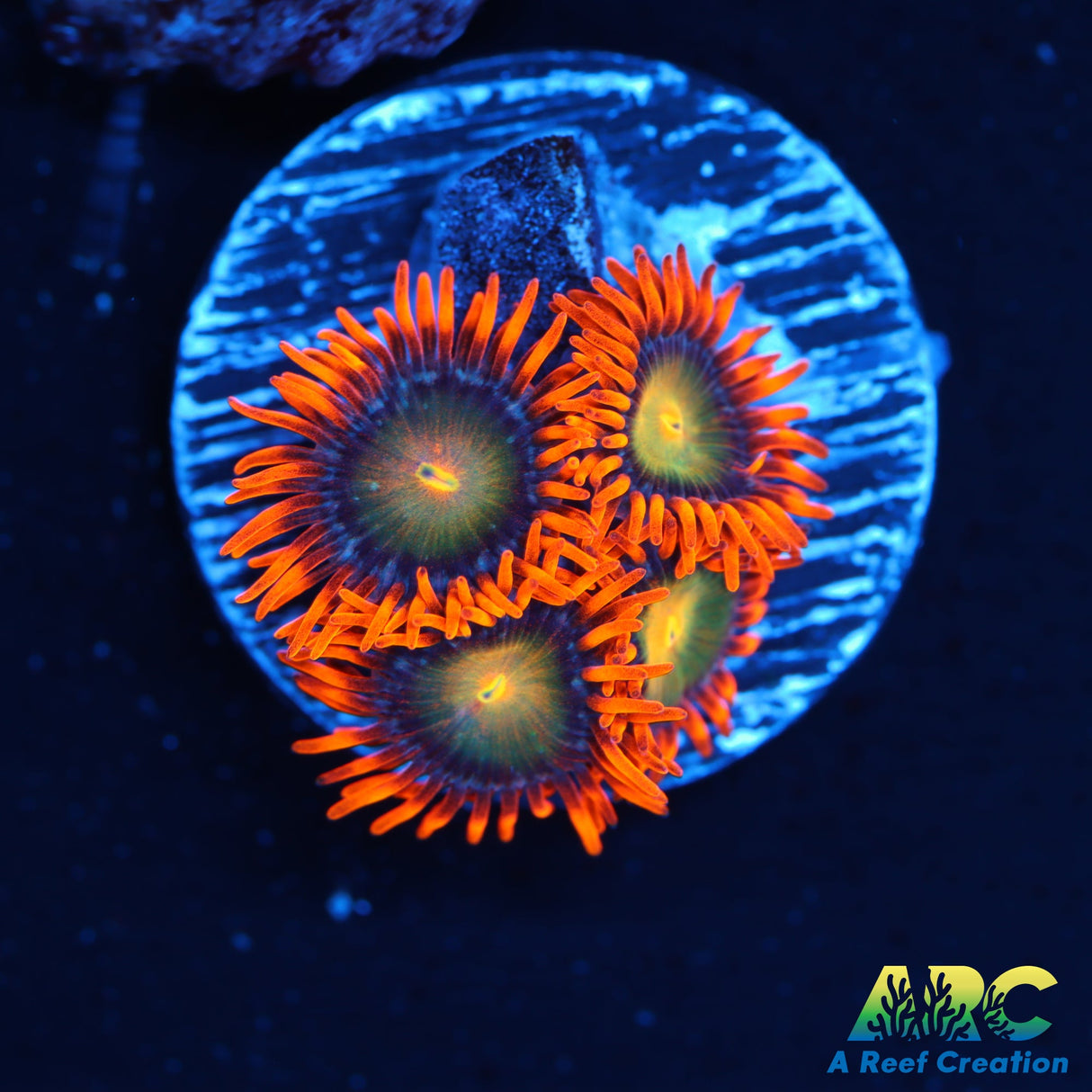 CC Mango Fusion Zoa