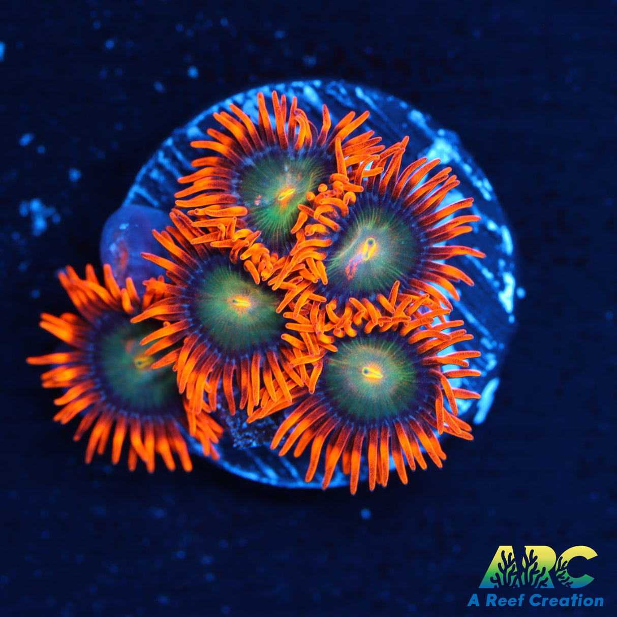 CC Mango Fusion Zoa