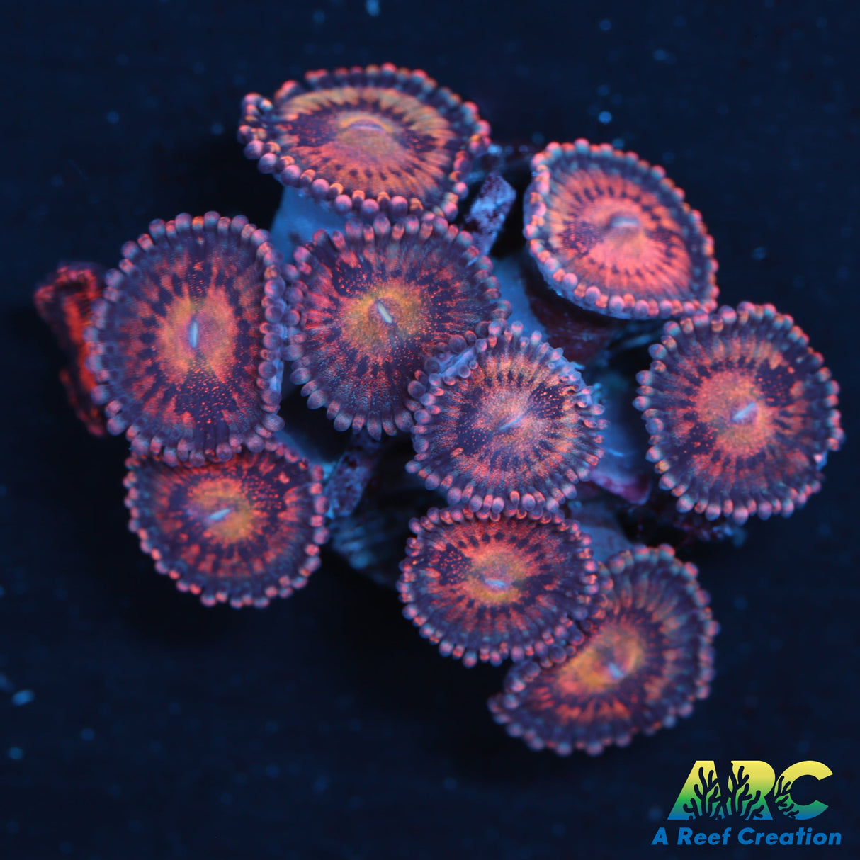 Halle Berry Zoas