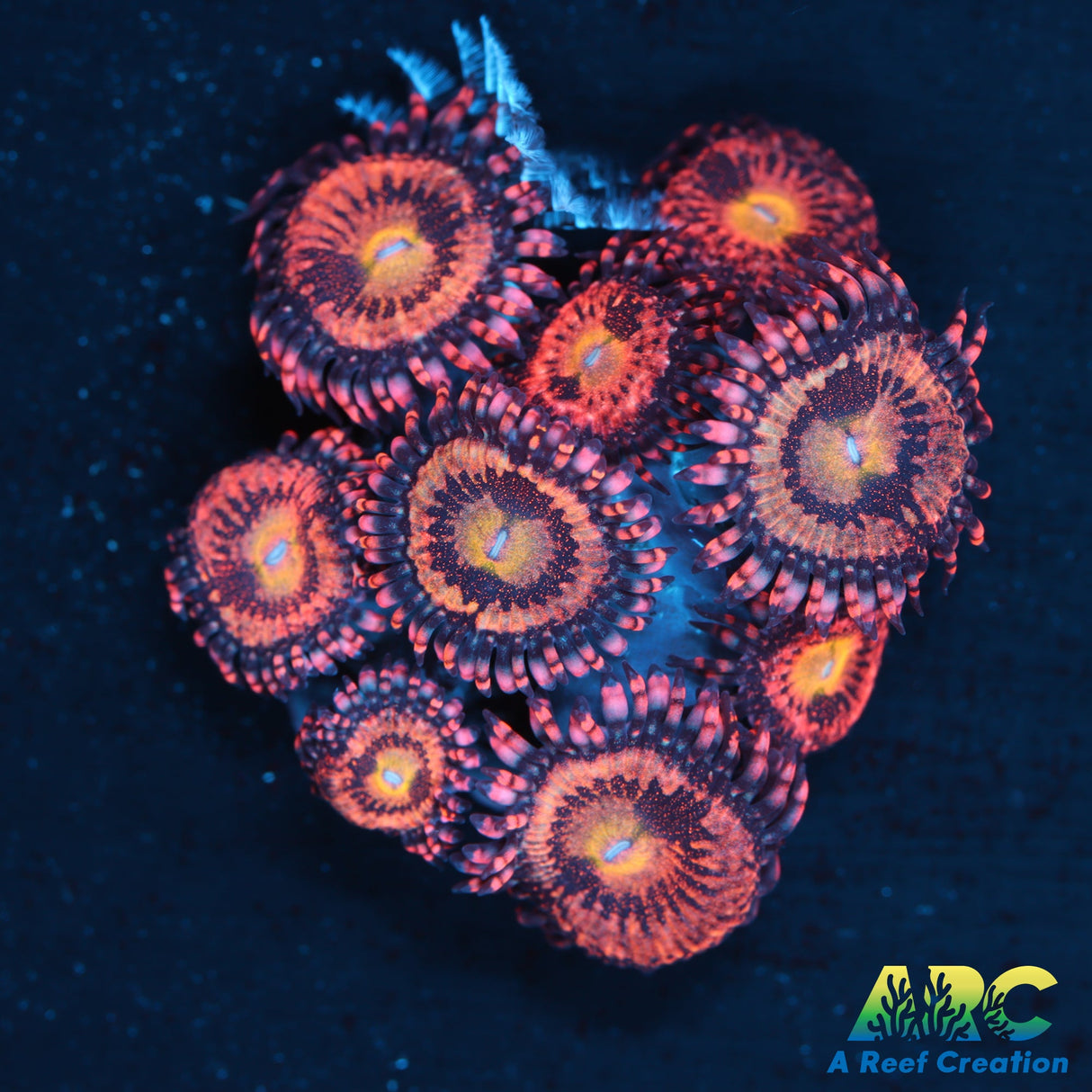 Halle Berry Zoas