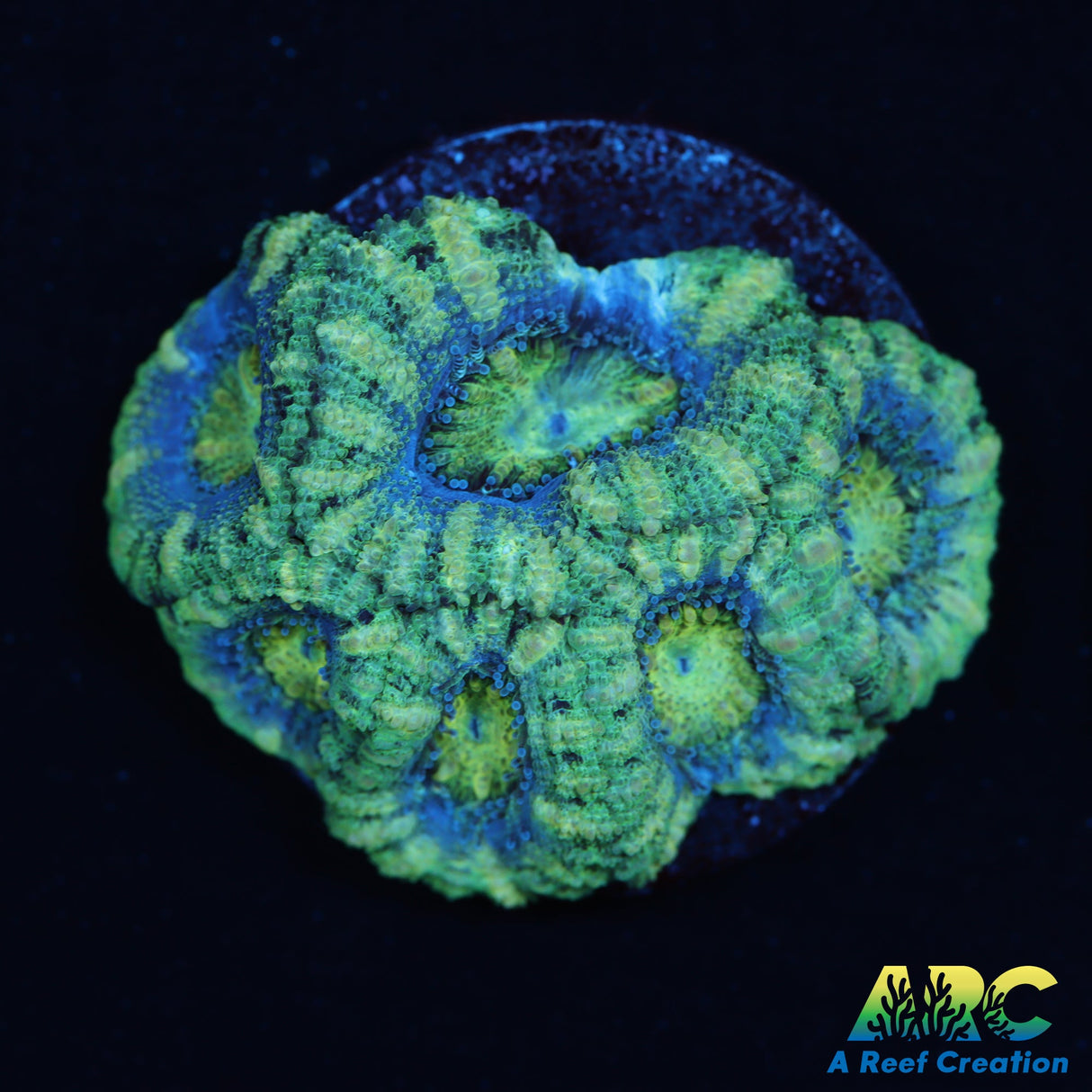 Green Goblin Acan