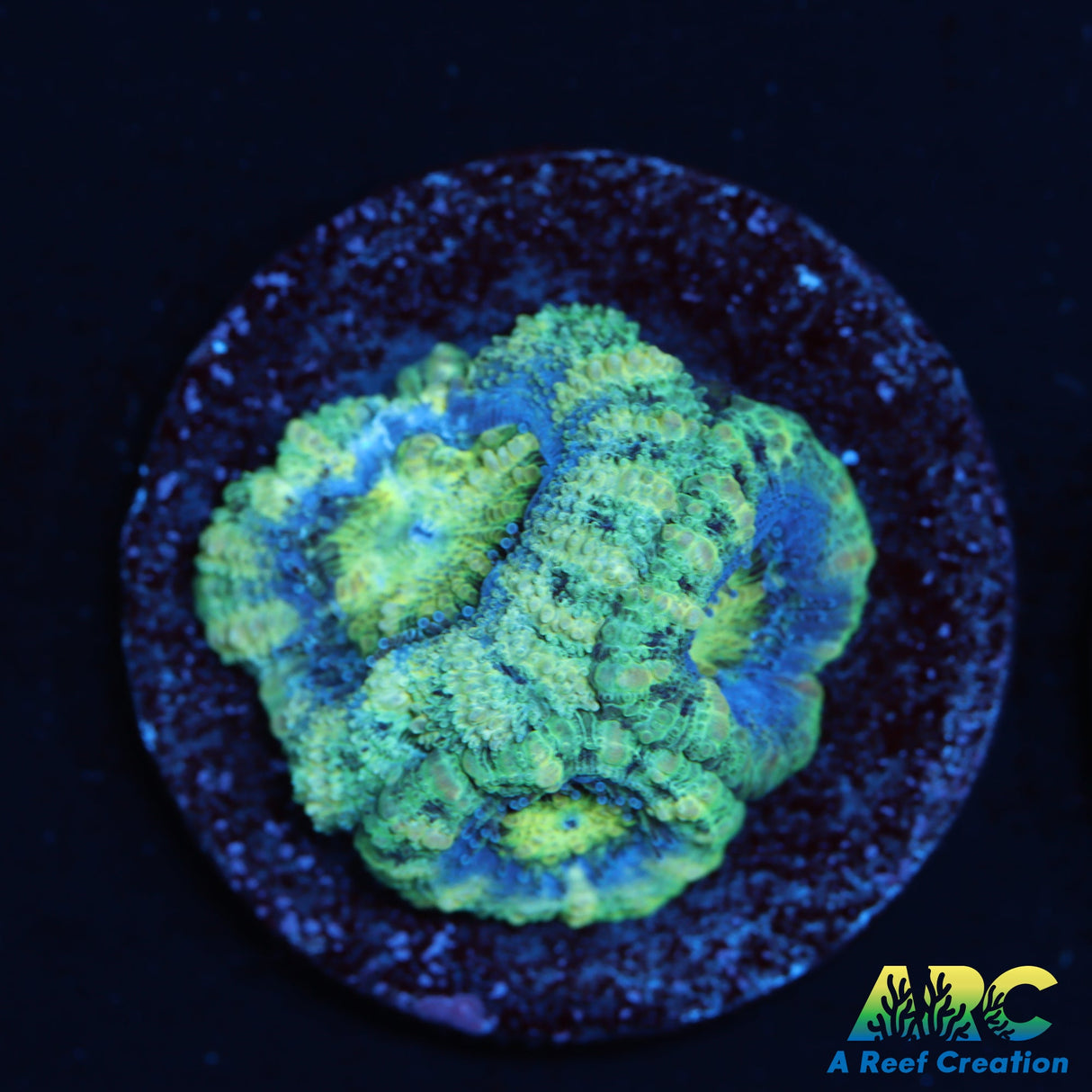 Green Goblin Acan