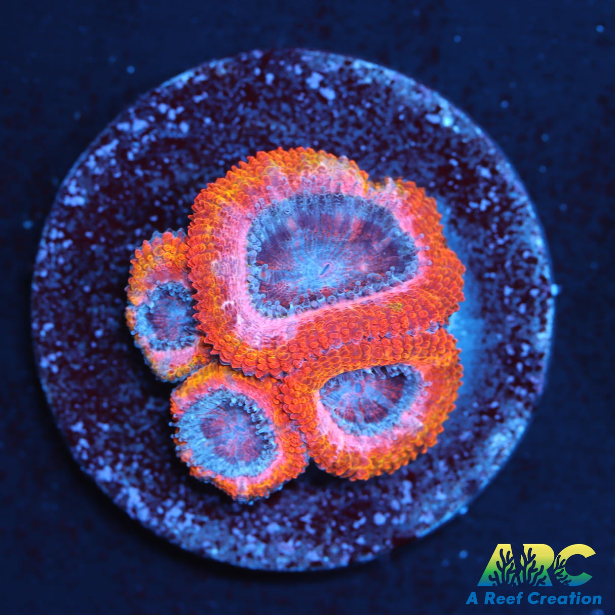 ARC Pink Dreams Acan