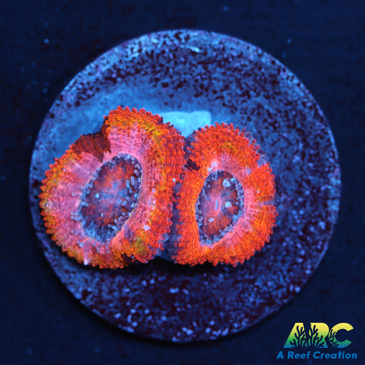 ARC Pink Dreams Acan