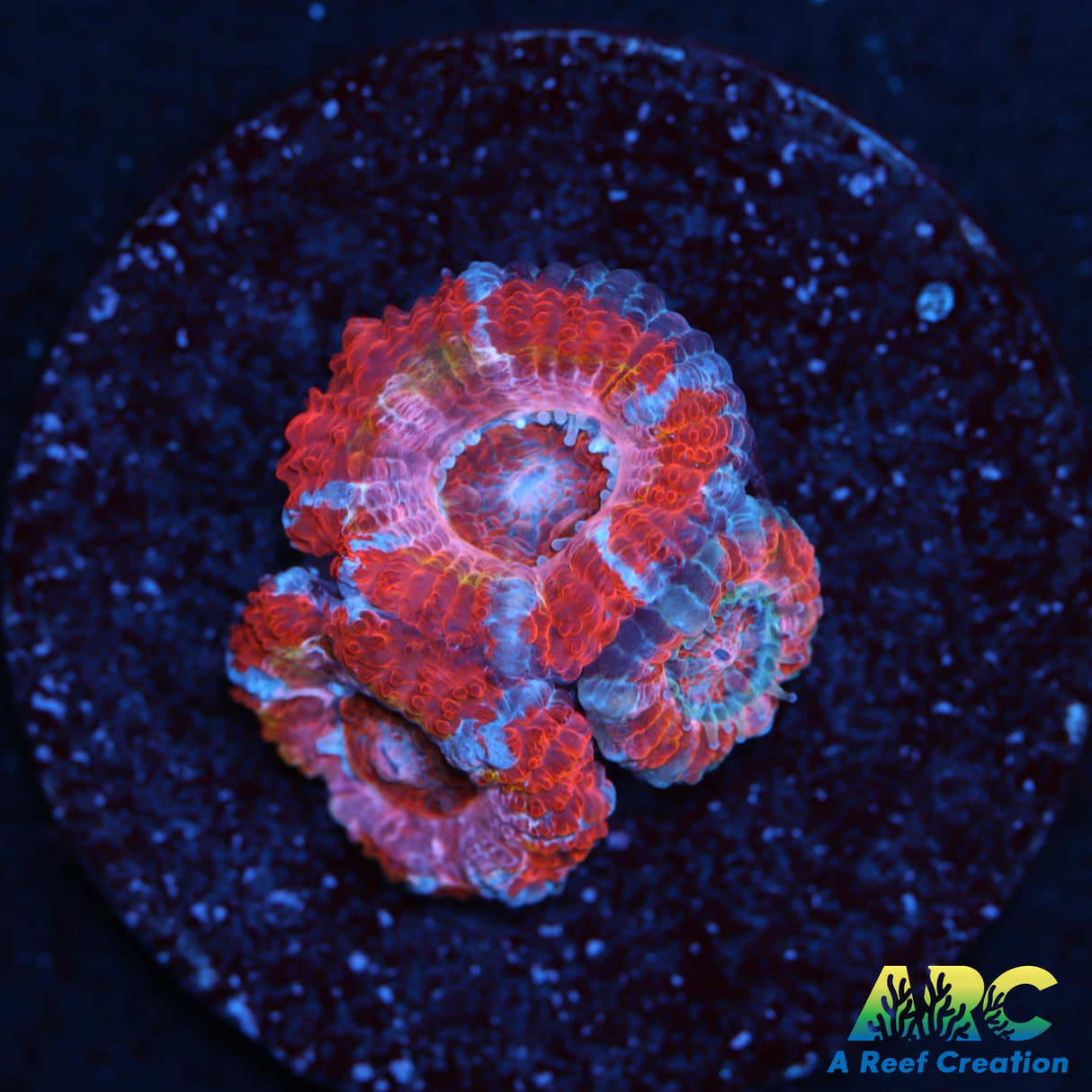 ARC Pink Dreams Acan