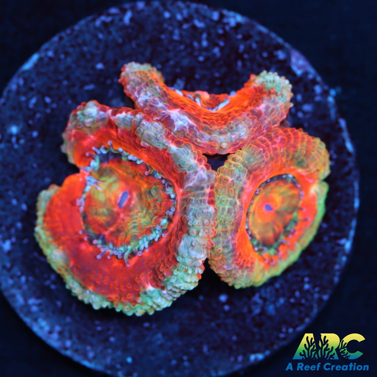 Red and Teal Acan