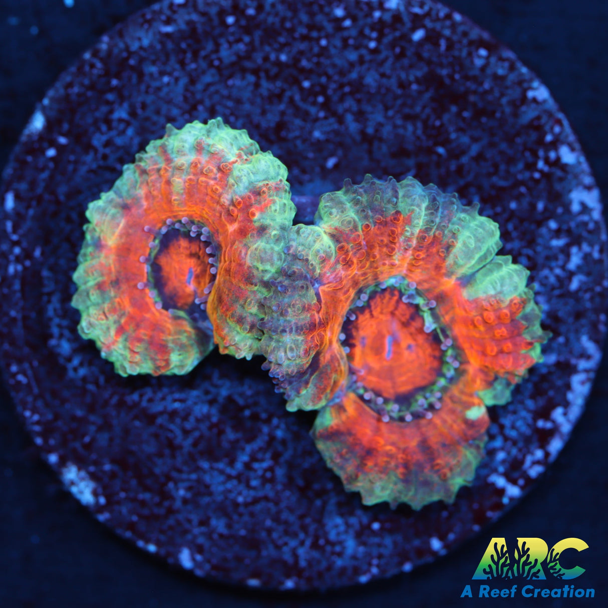 Red and Teal Acan