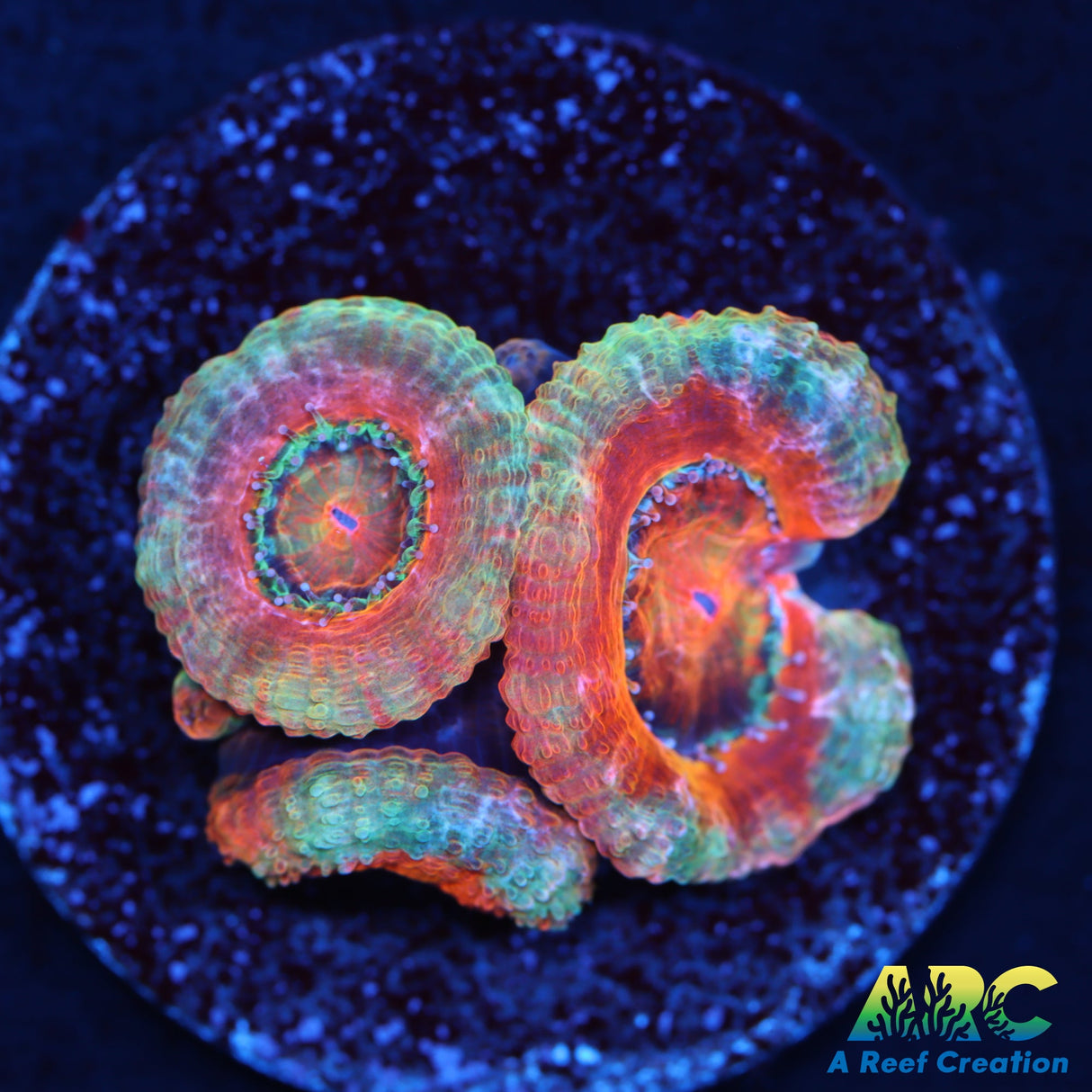 Red and Teal Acan