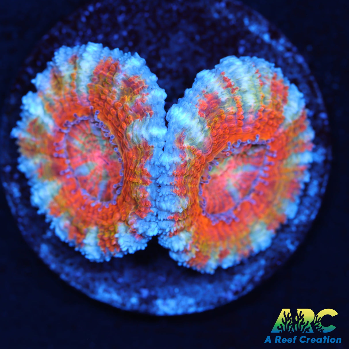 ARC Frosted Orange Acan