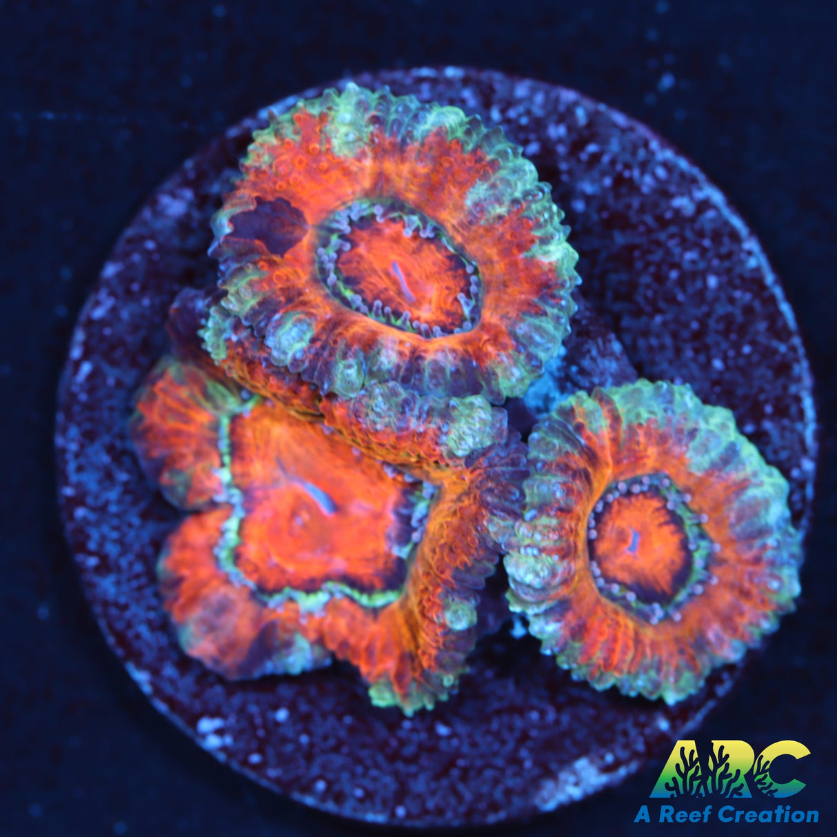 Candy Corn Acan