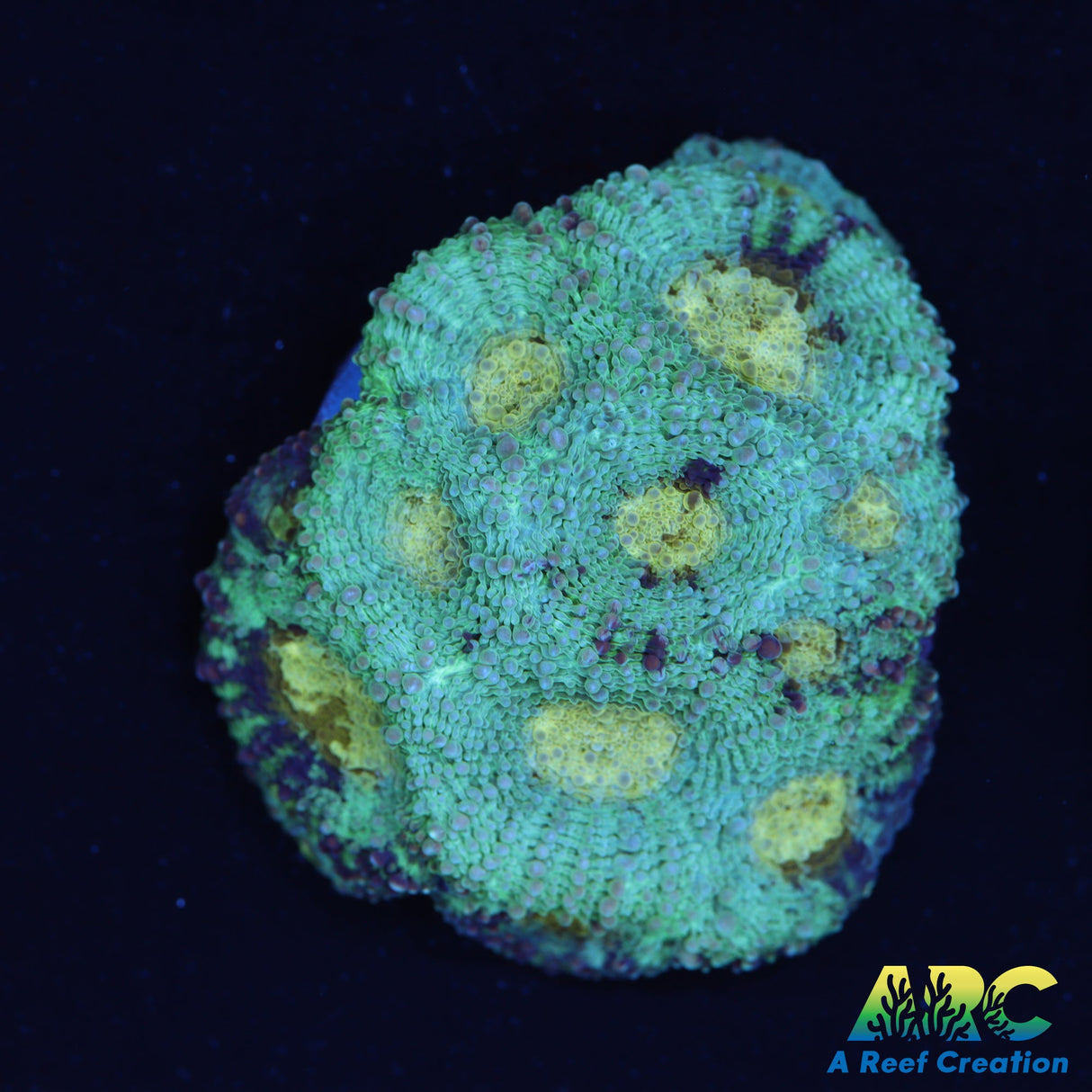 ARC Pastel Acan Echinata