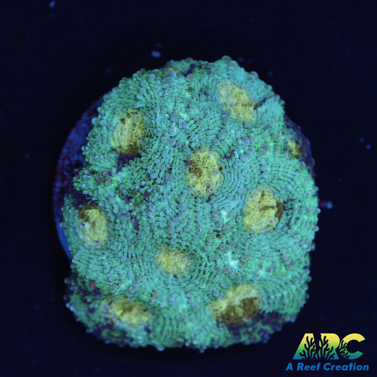 ARC Pastel Acan Echinata