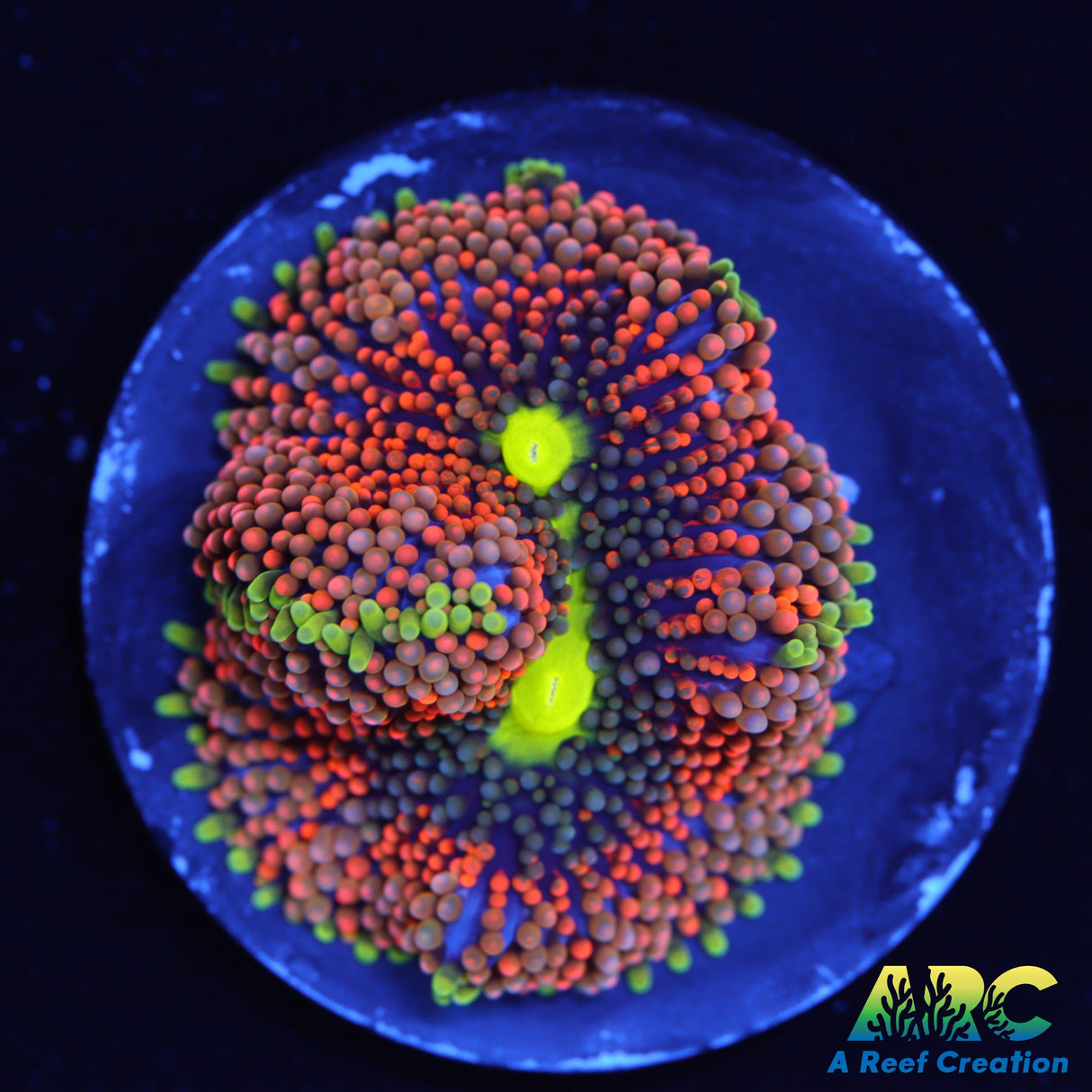 Orange Ricordea