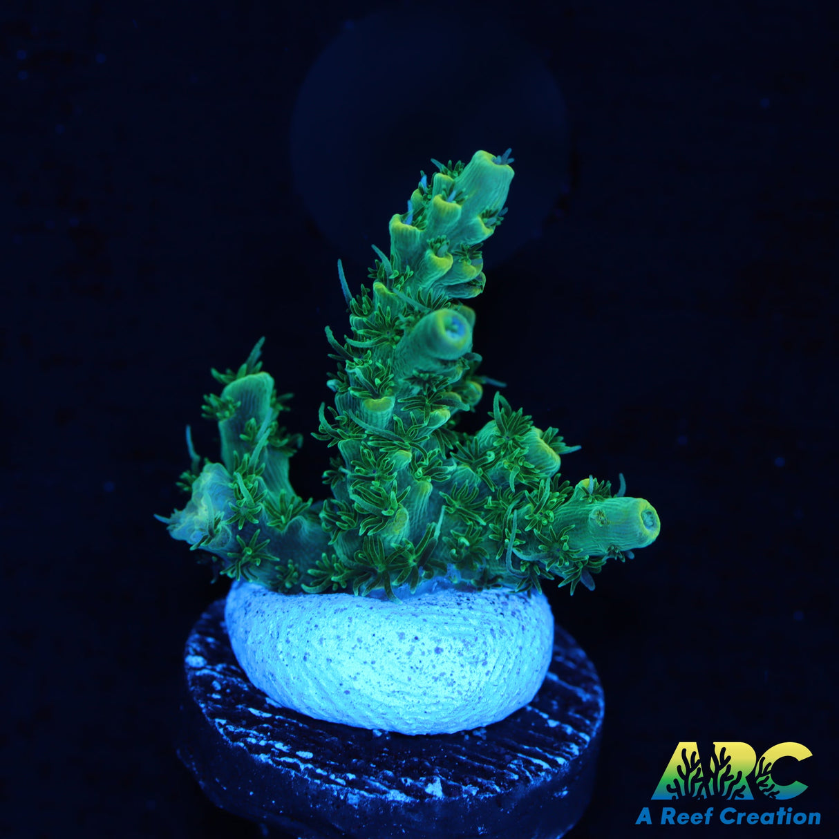 ARC Fuzzy Lime Table