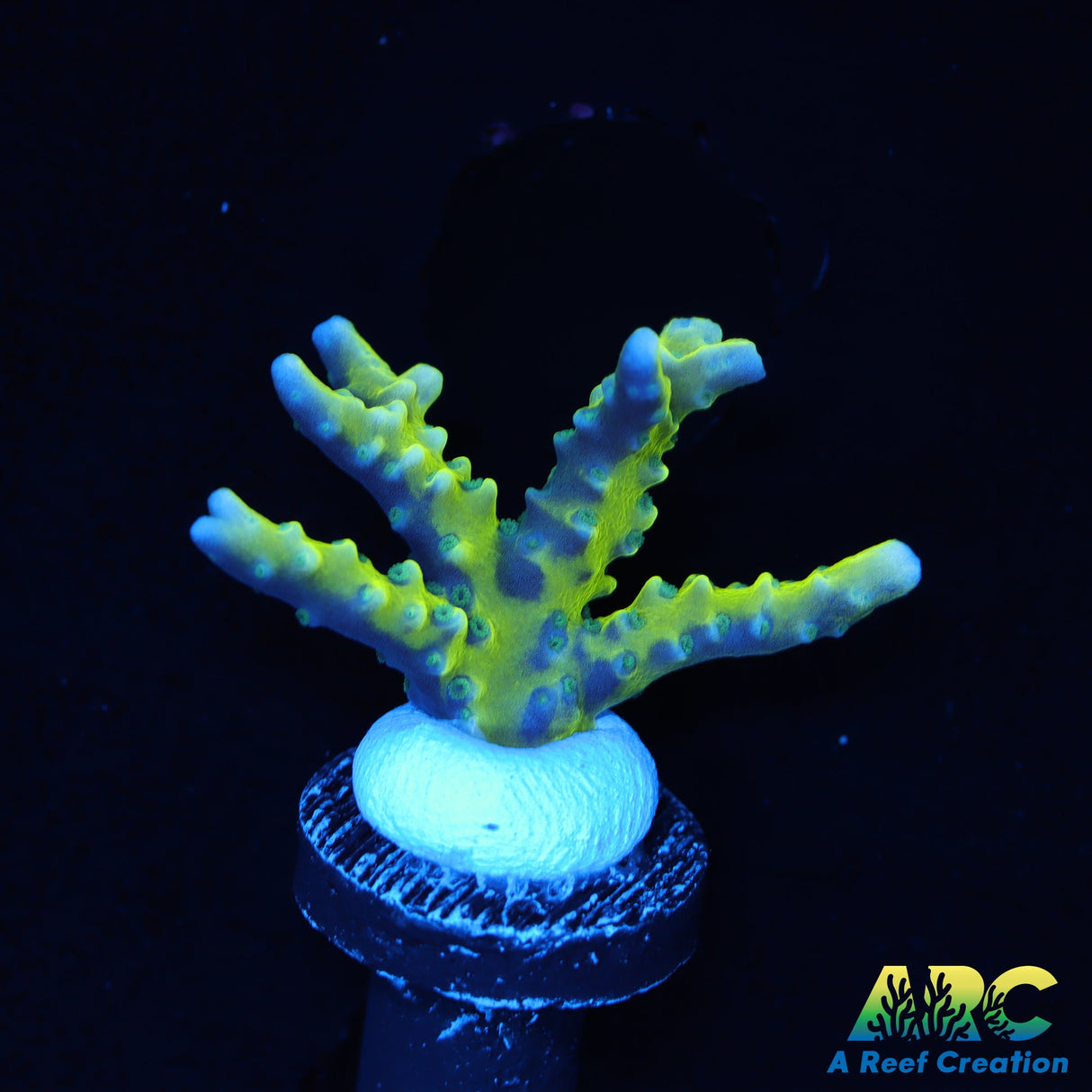 Green Goblin Anacropora