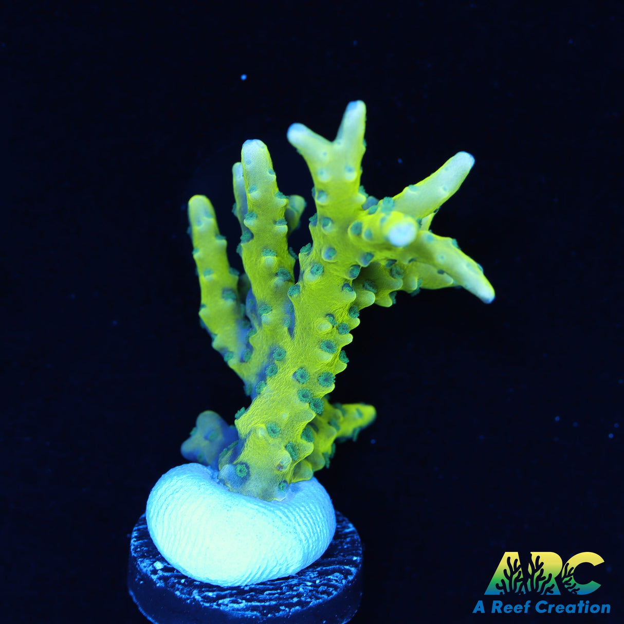 Green Goblin Anacropora