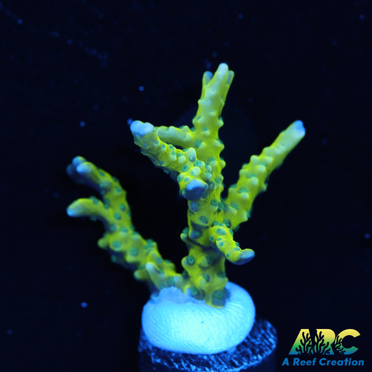 Green Goblin Anacropora