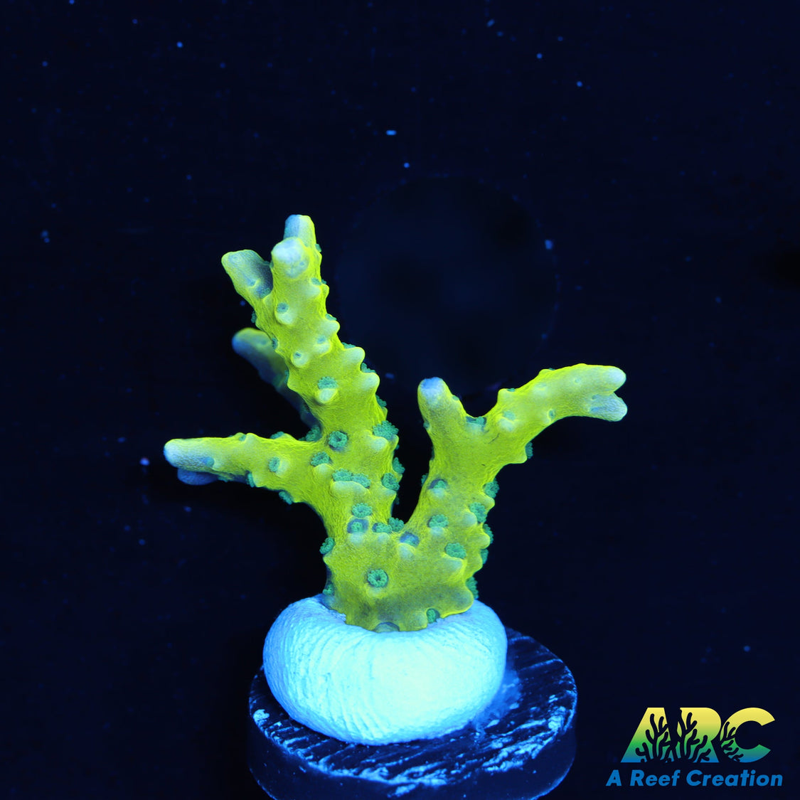 A Reef Creation - Reef Creation Successes Rely On