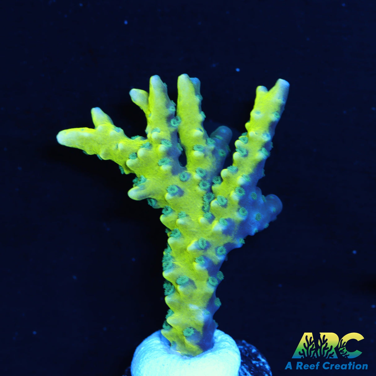 Green Goblin Anacropora