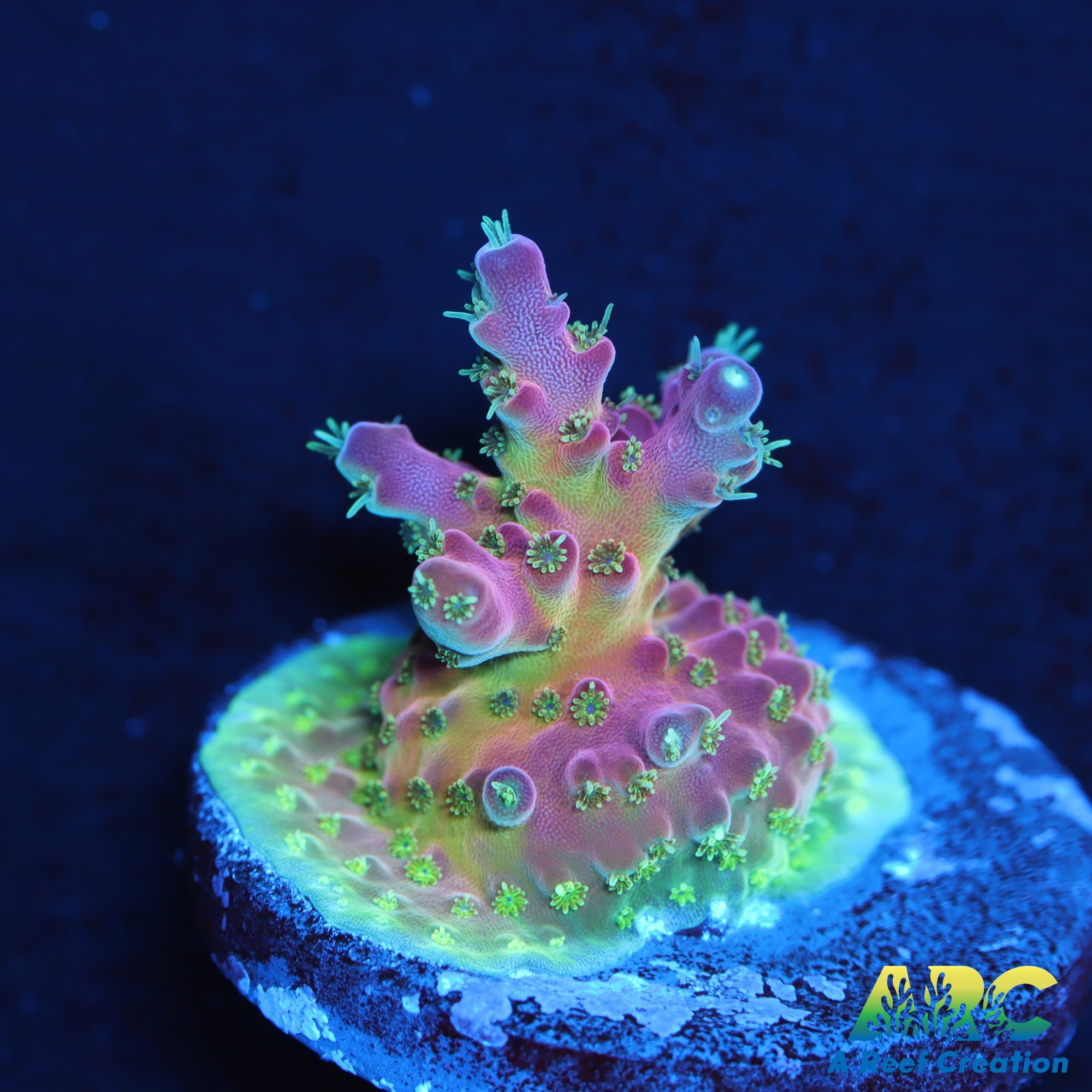 R-Oct23-0473.jpg?v=1698501945&