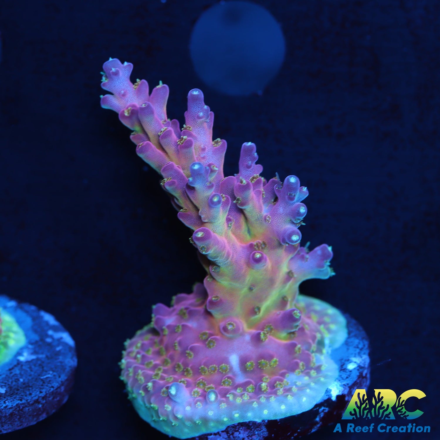 Jf Frankies Neophobia – A Reef Creation