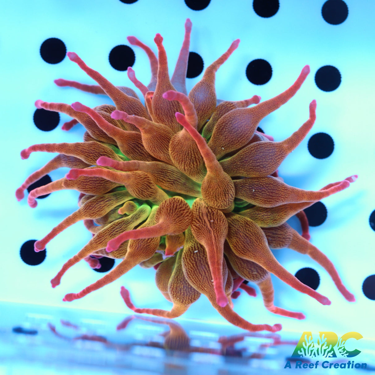 ECC Nexus Burst Anemone Orange side
