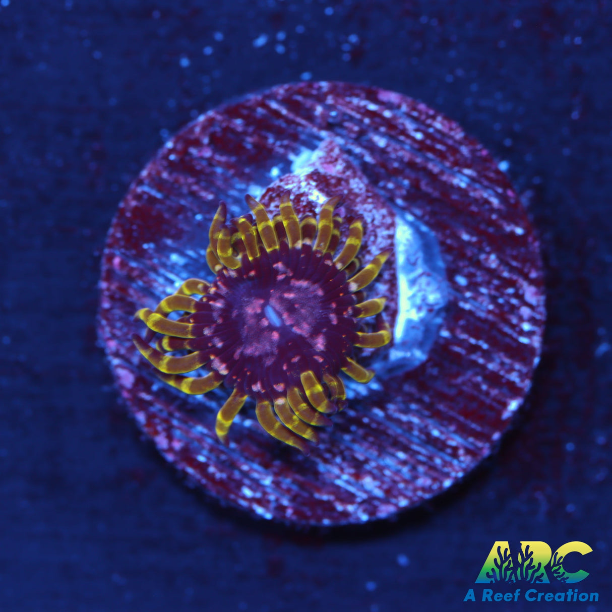 WWC Purple Monster Zoa