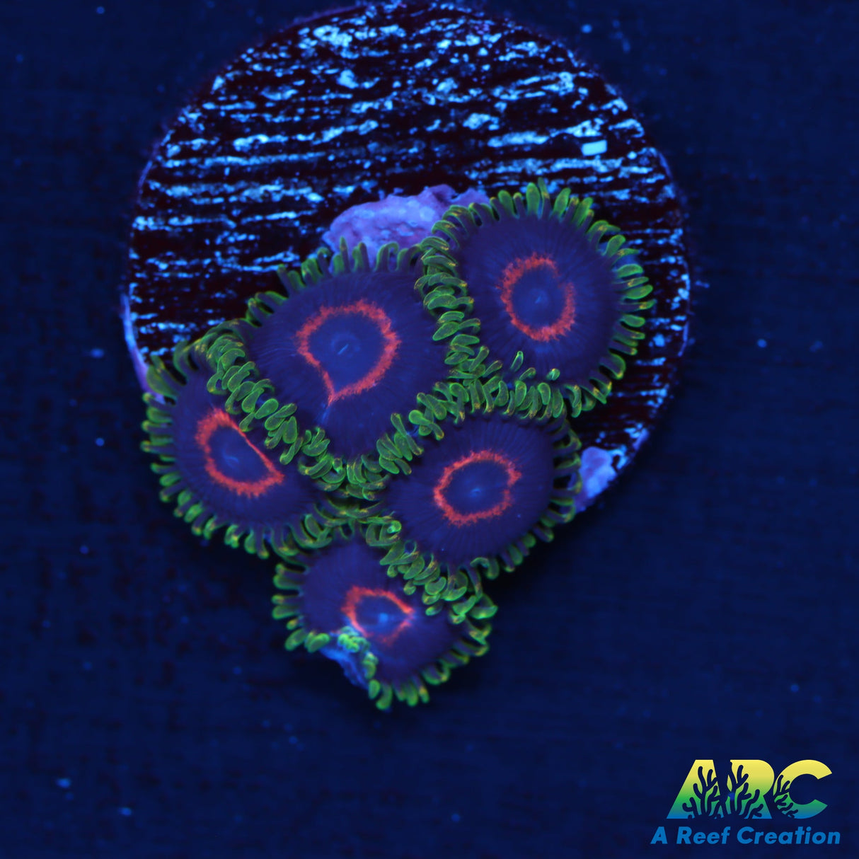 Purple Heart Zoas