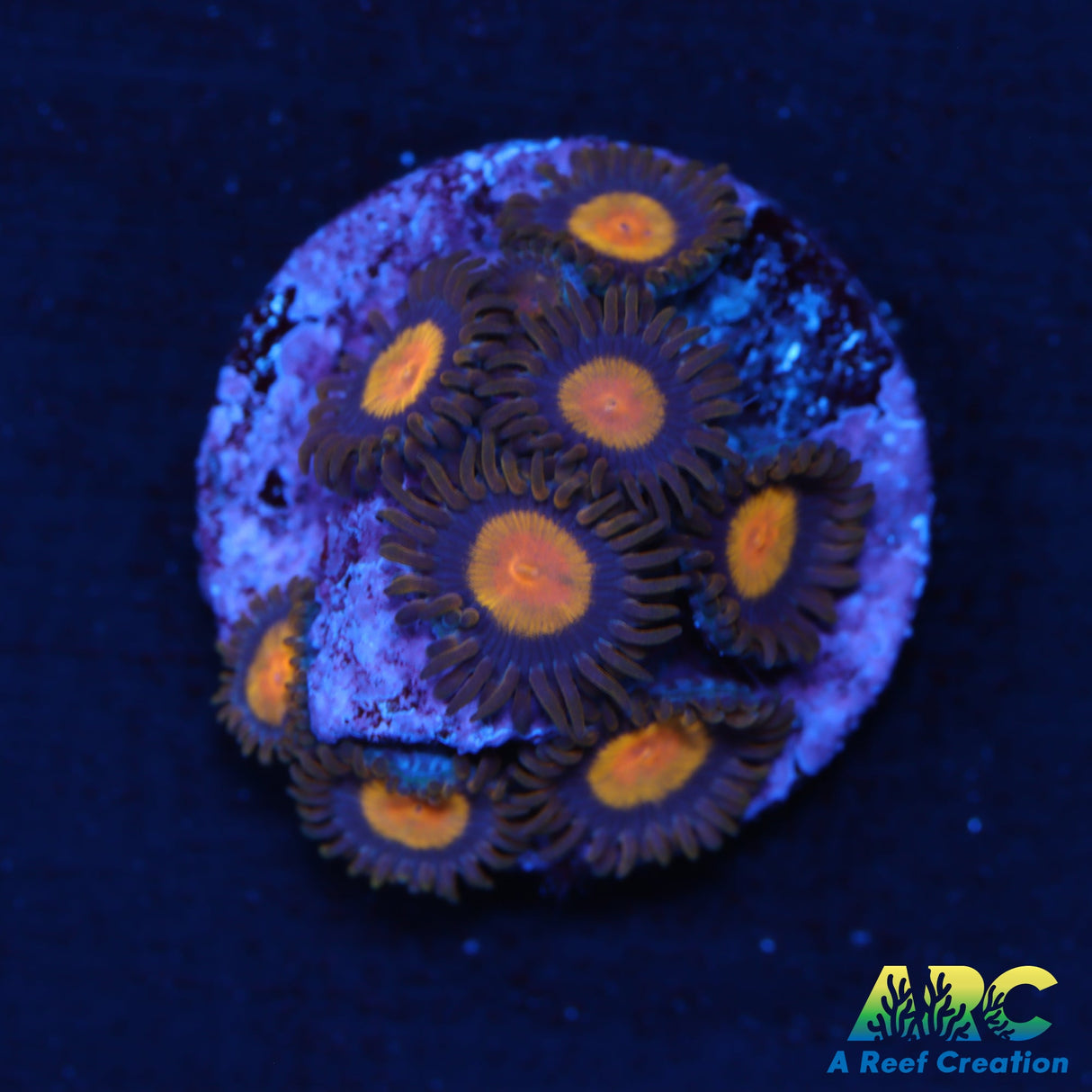 King Midas Zoa