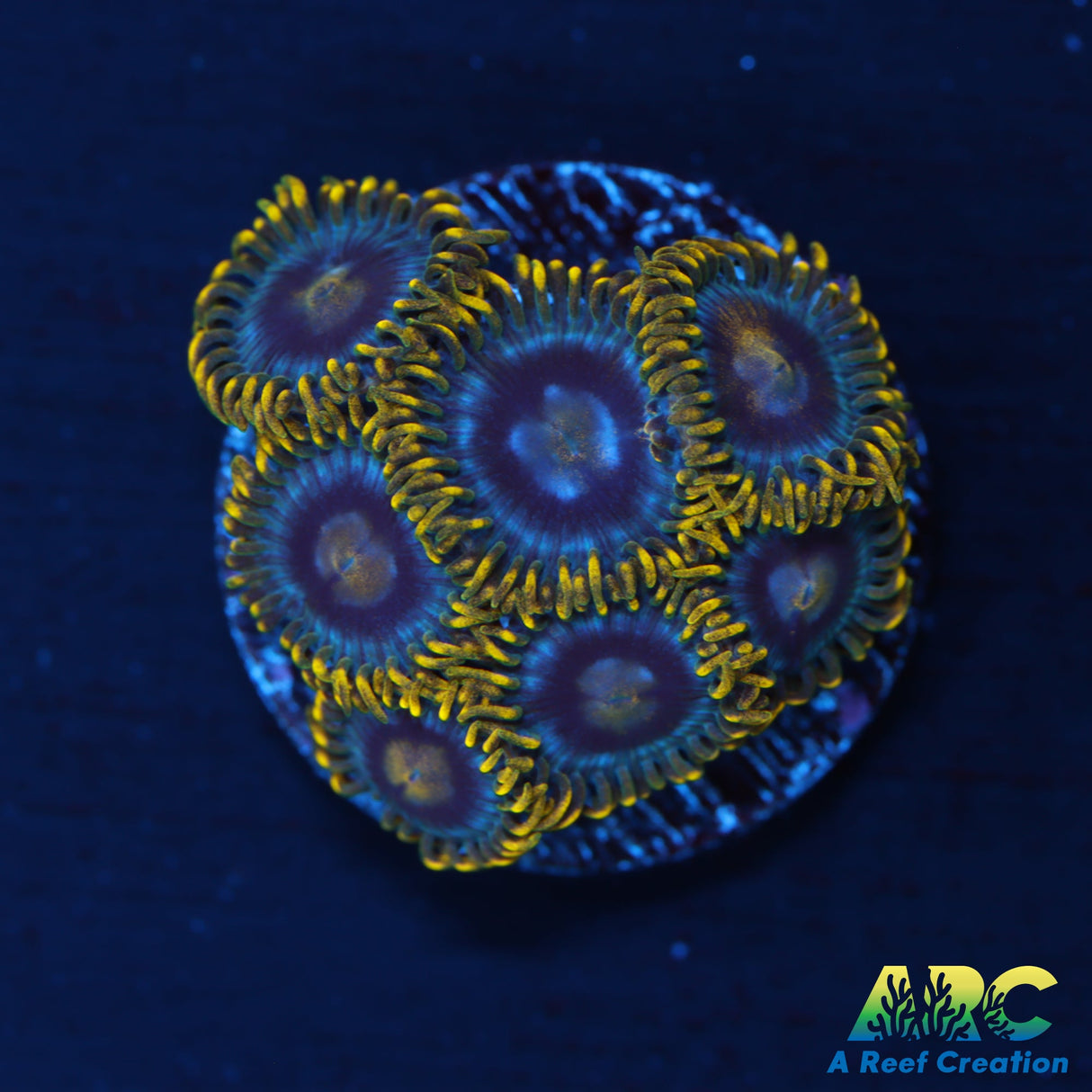 Smurfettes Zoas