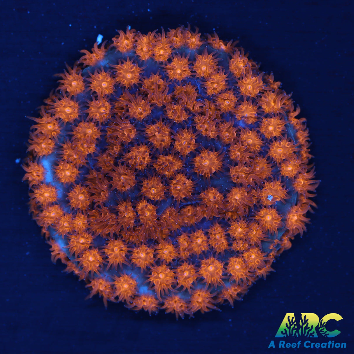 Orange Leptastrea