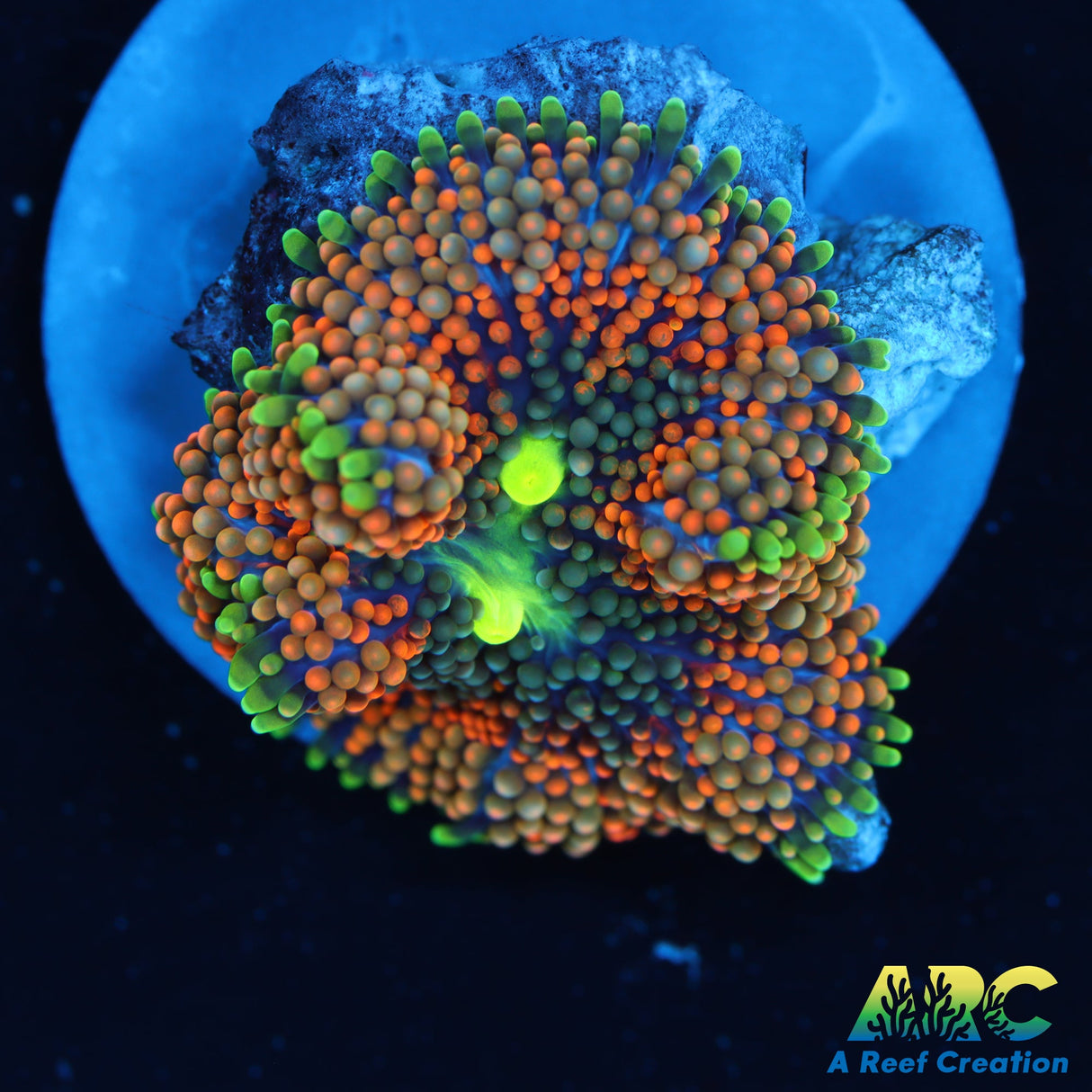 Orange Ricordea