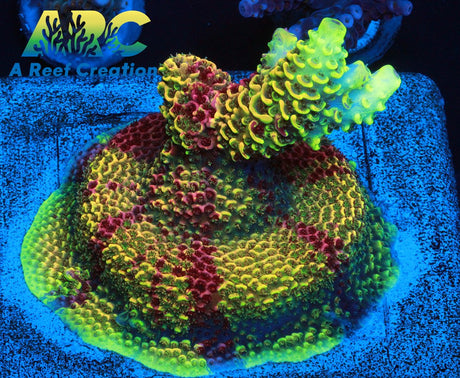RRC Rainbow Splice