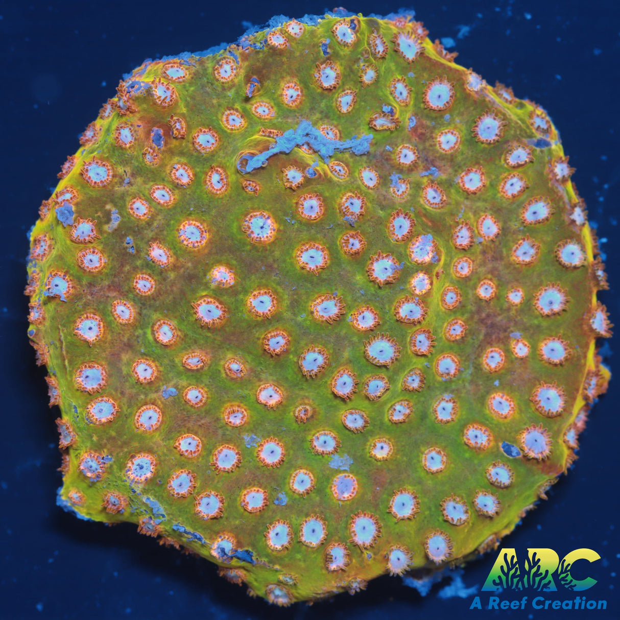 FF Yellow Cyphastrea