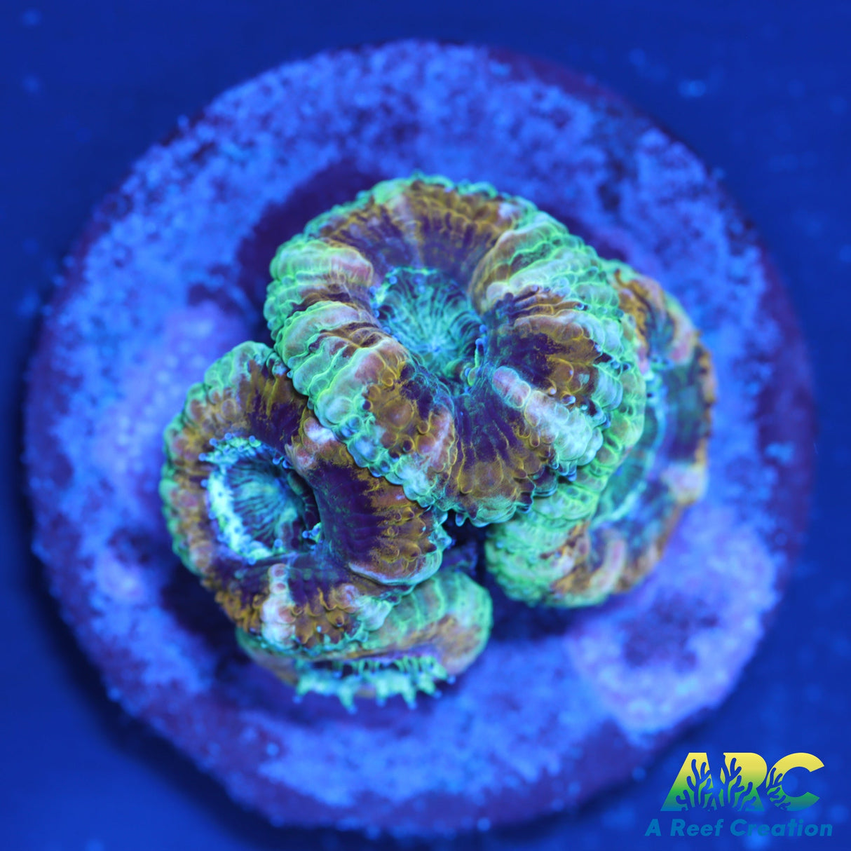 ARC Lavender Acan