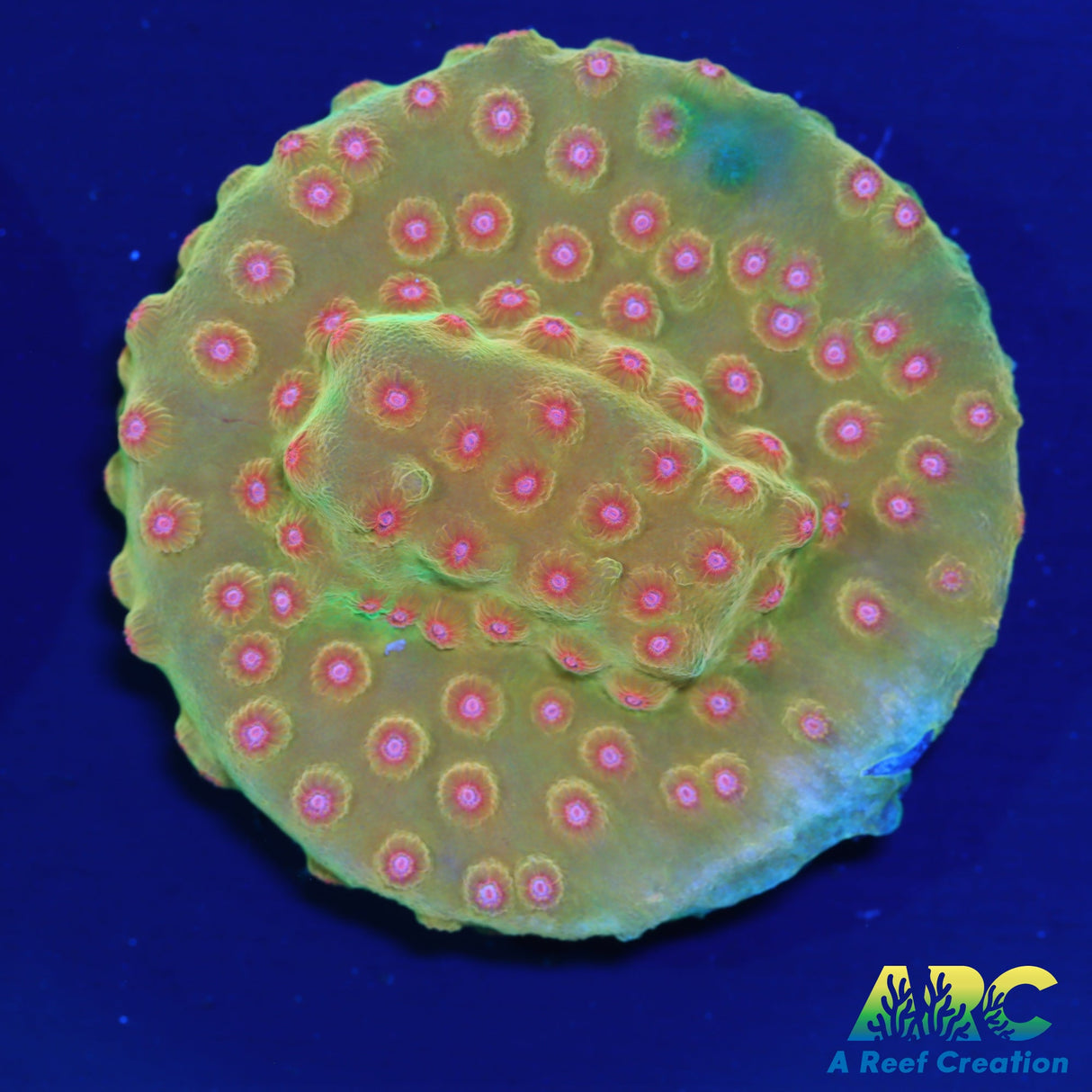 WWC Defcon Cyphastrea