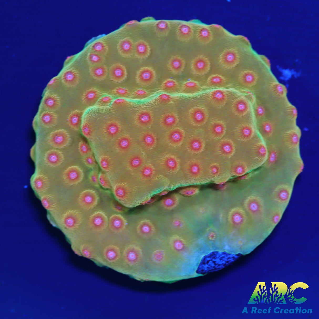 WWC Defcon Cyphastrea