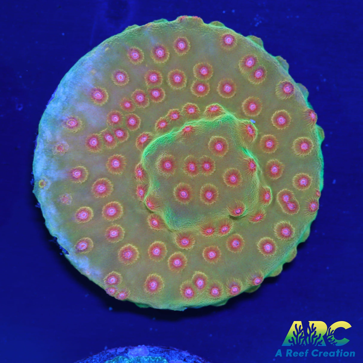 WWC Defcon Cyphastrea