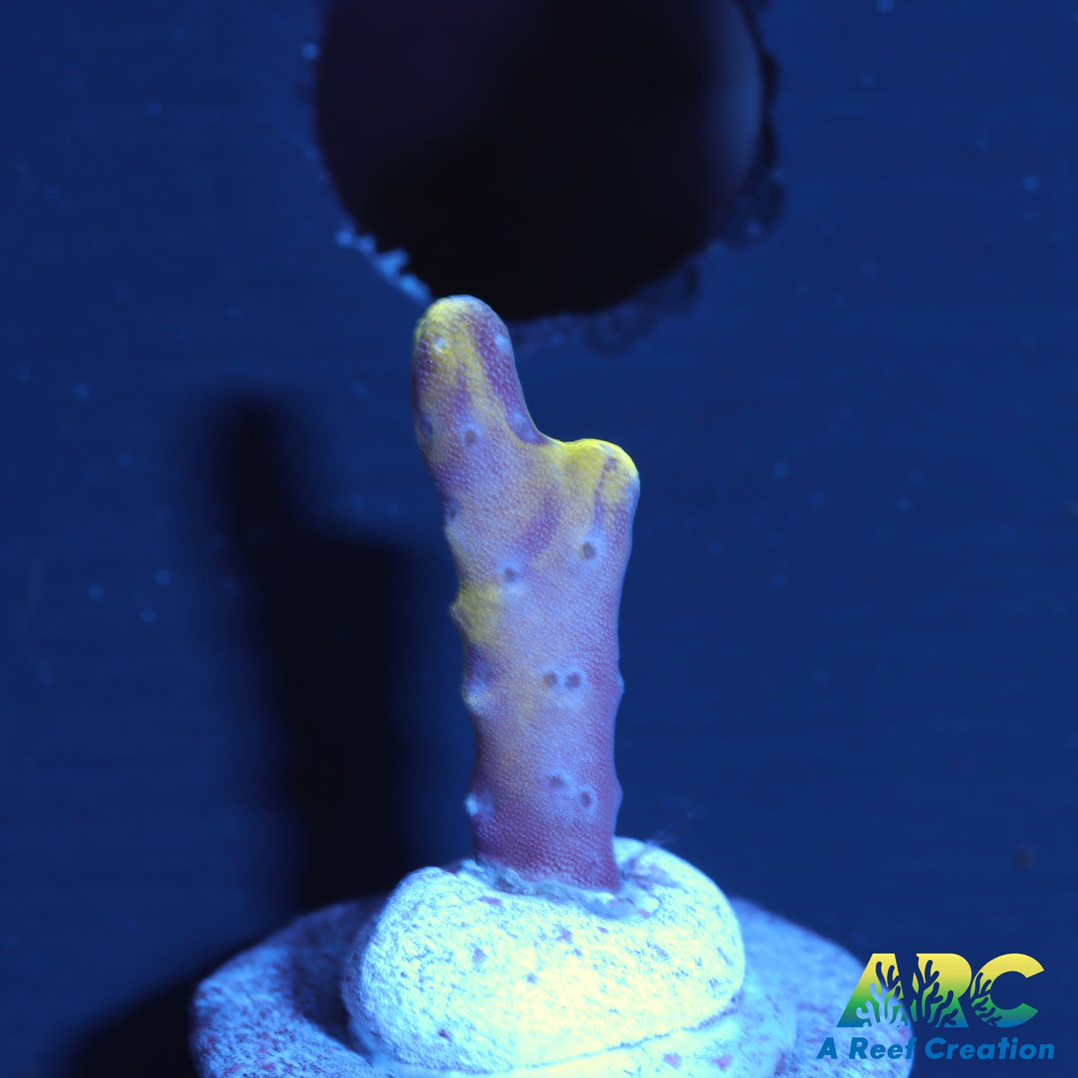 RRC Grafted Goldenrod Anacropora