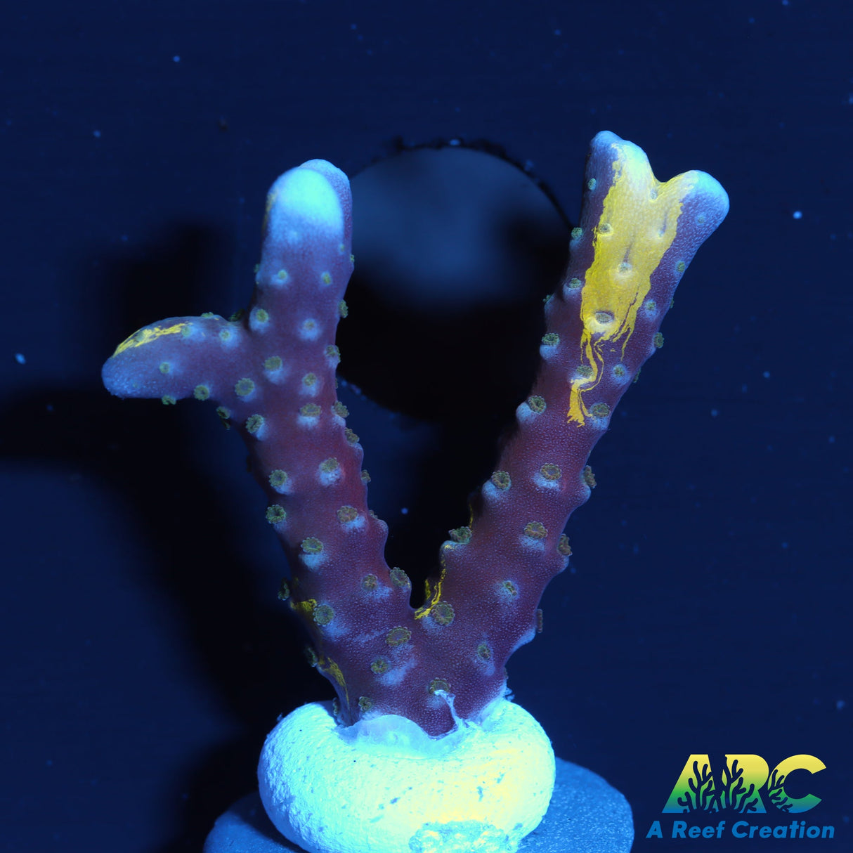 RRC Grafted Goldenrod Anacropora