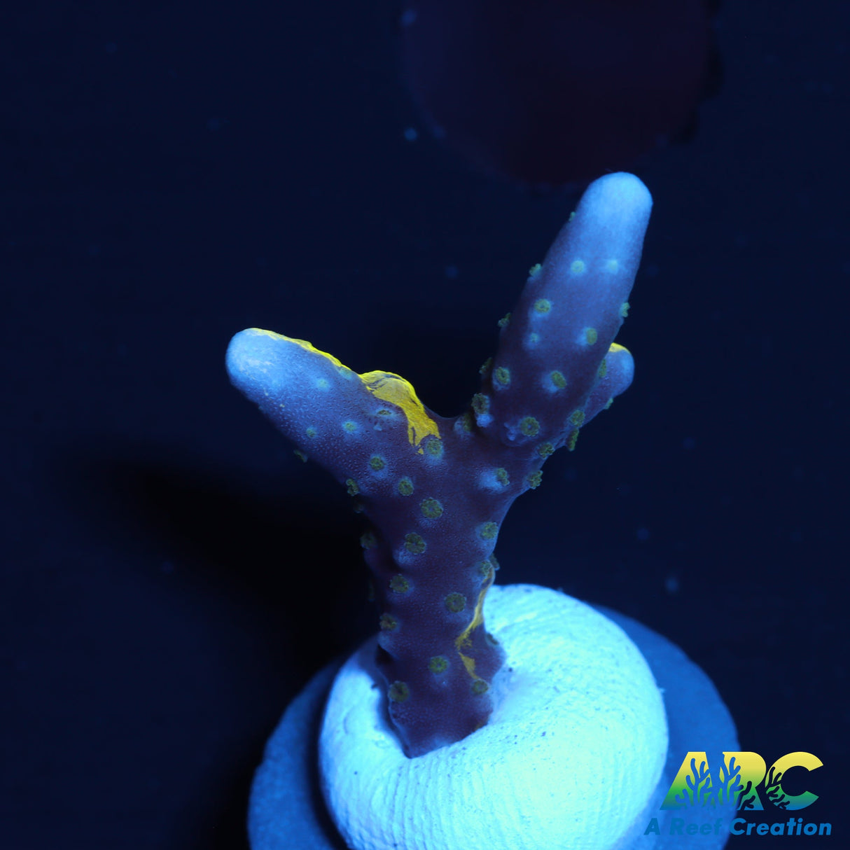 RRC Grafted Goldenrod Anacropora