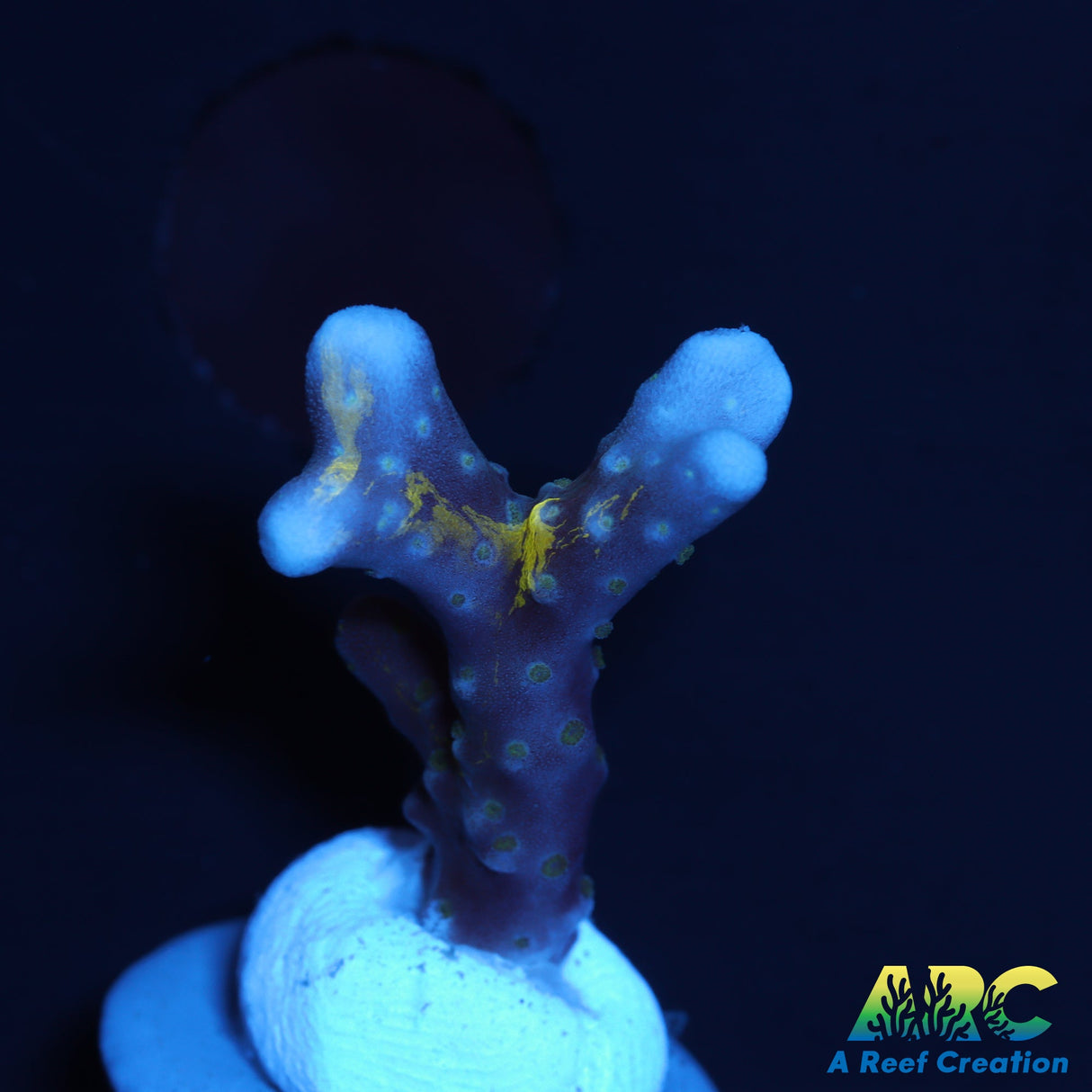 RRC Grafted Goldenrod Anacropora