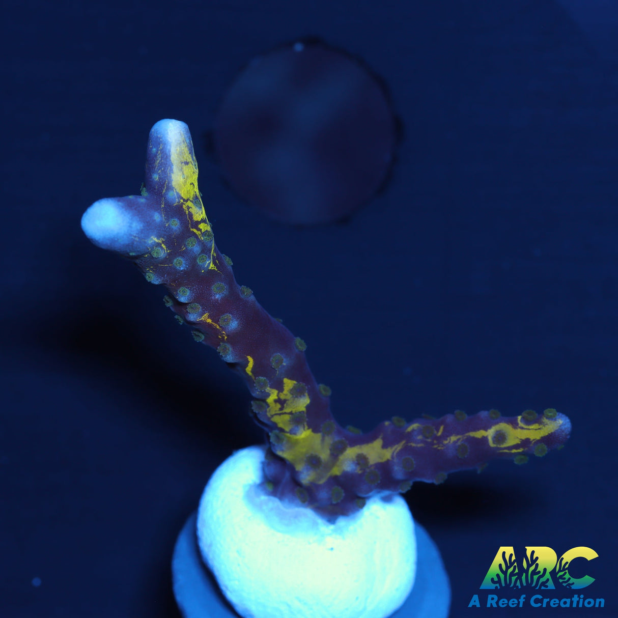 RRC Grafted Golden Rod Anacropora