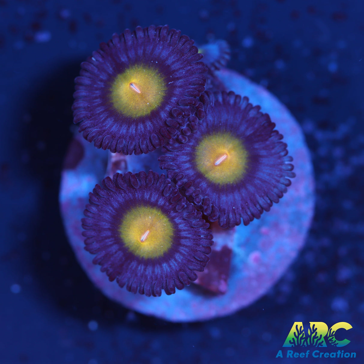 WWC AOI Zoas