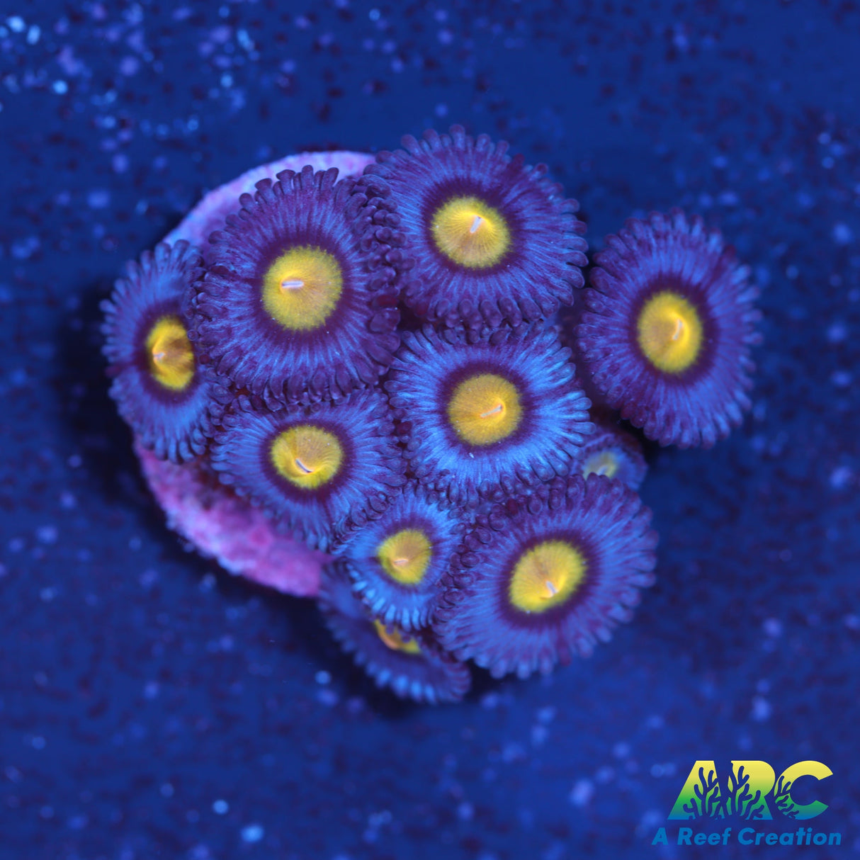 WWC AOI Zoas