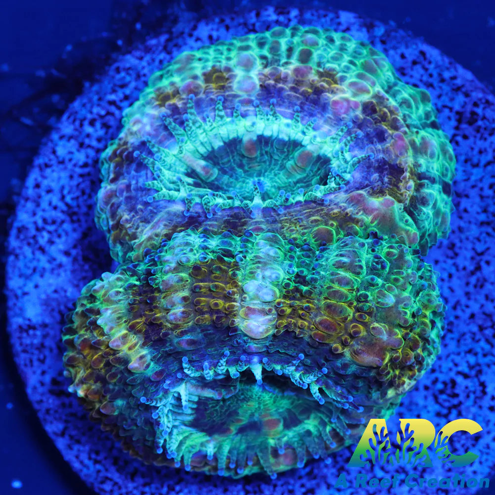 ARC Goldflake Acan