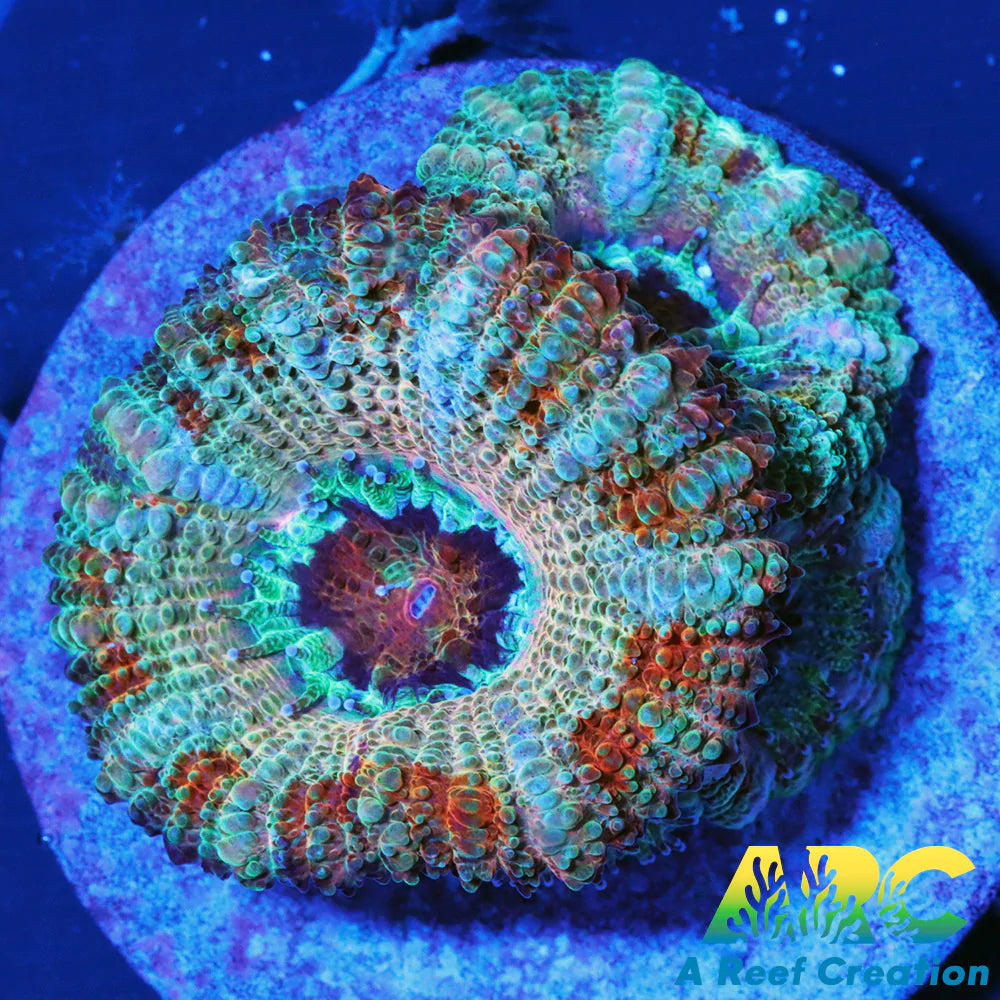 FF Blue Magic Acan