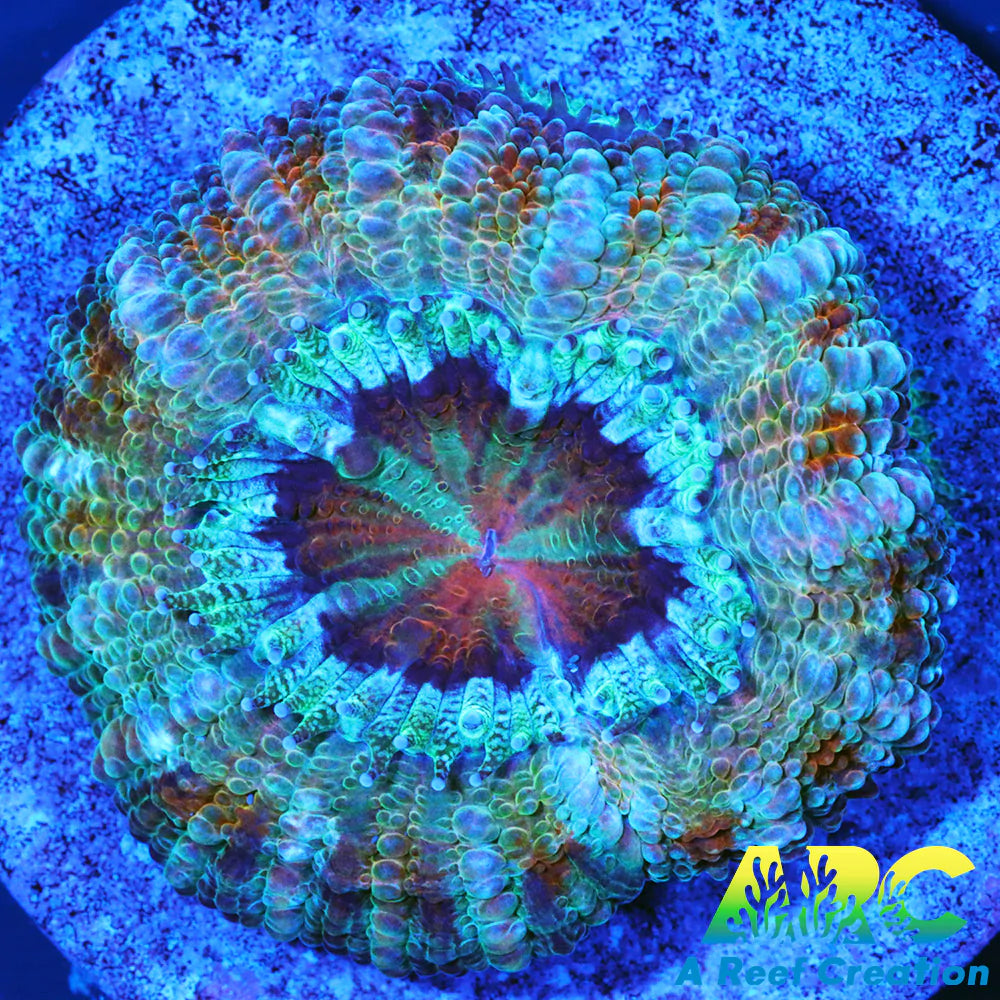 FF Blue Magic Acan