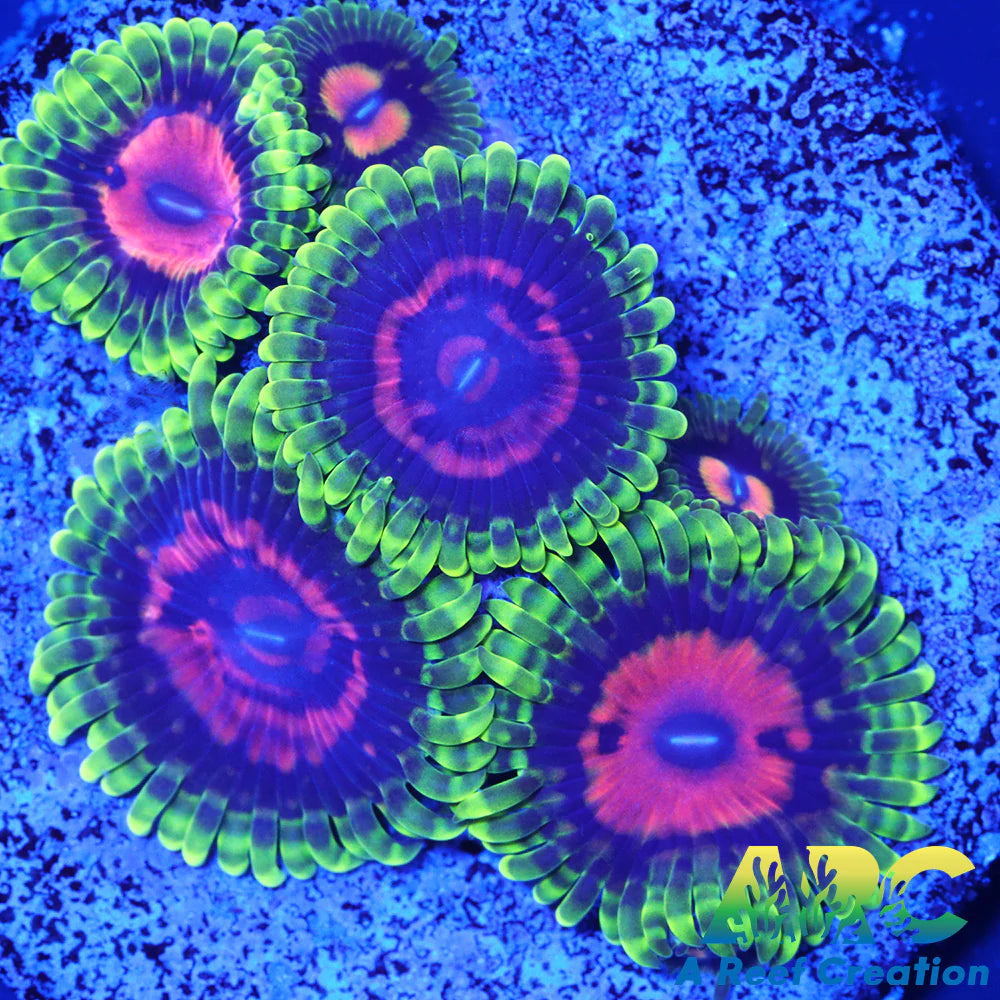 CC Scarlet Fever Zoas