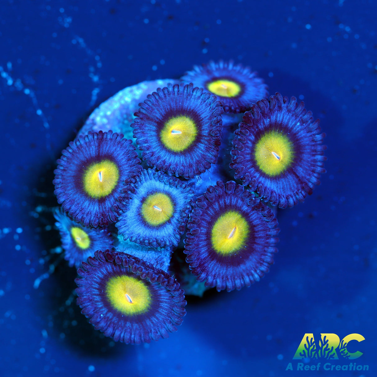 WWC AOI Zoas